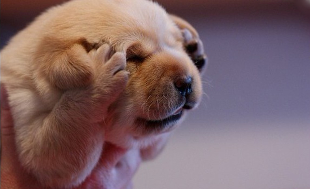 rrrggrrr